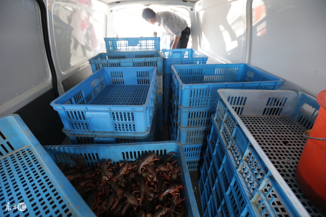 诱捕龙虾地笼正确方法,地笼捕龙虾最快最多的办法