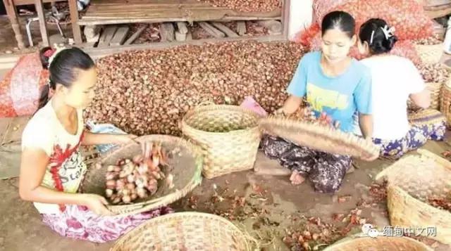 洋葱价格上涨吗,洋葱价格上涨