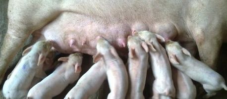 母猪生完小猪却没奶？原因主要有这3点！