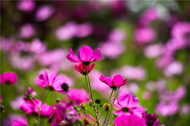 肃北七彩花海,肃北百亩花海在哪里
