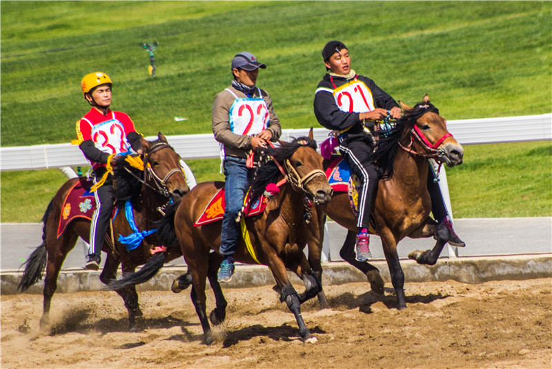 肃北七彩花海,肃北百亩花海在哪里