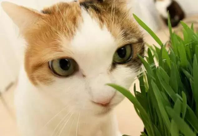 蓝猫黑下巴治疗方法,猫咪黑下巴和口腔健康