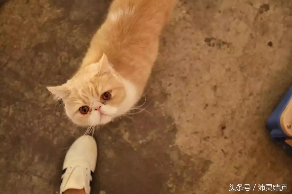 如果你只有一天的时间去乐山,如果你只有两天时间游南京