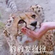 与野生猎豹亲密接触,摄影师野外河边拍摄野生猎豹
