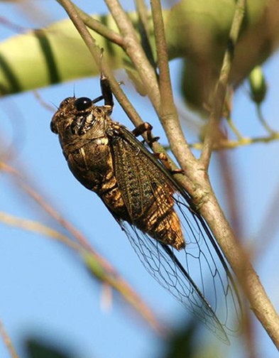 常见的大虫子科普,盘点那些你没见过的虫子