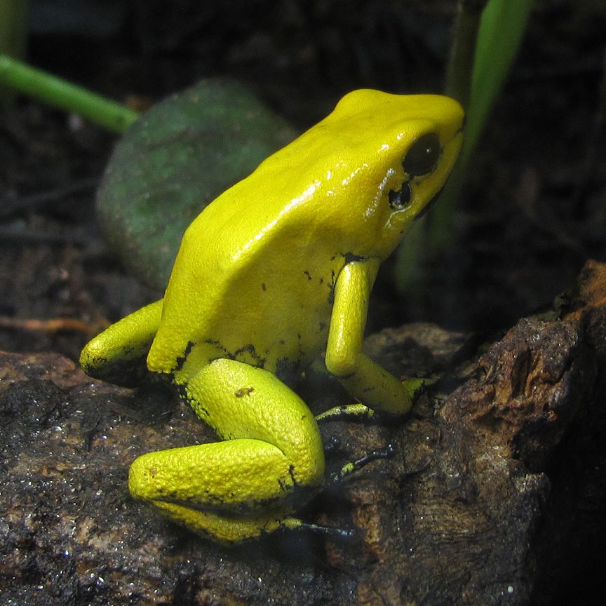 常见的大虫子科普,盘点那些你没见过的虫子
