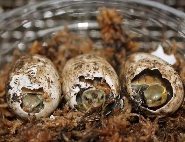 宠物龟病症大全图解,宠物龟离奇死亡