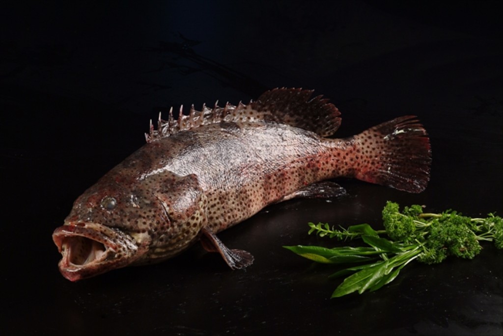 有什么常吃的海鱼无法人工养殖,最值得养的十种海鱼