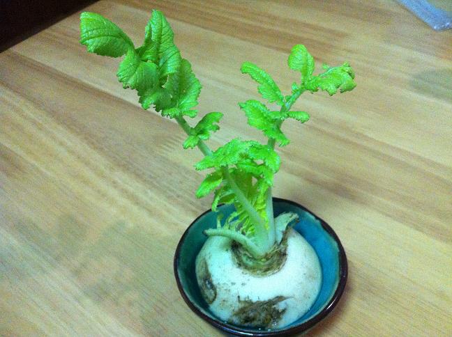 燃气灶油污清洁小妙招啤酒,燃气灶顽固油污怎么擦洗