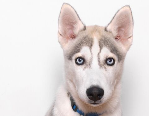 狗贩子买的狗怎么养,狗贩卖行业利润多少