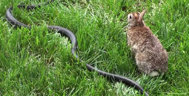 大蛇袭击小兔的视频 (大蛇袭击小兔子)