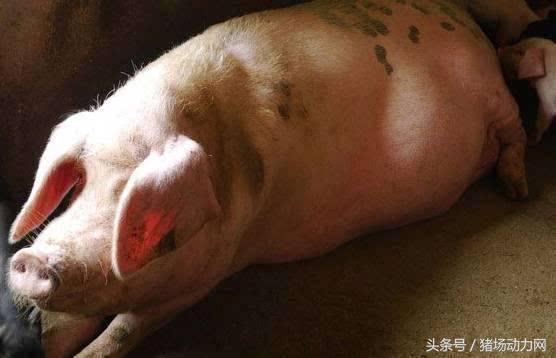 母猪不受孕的正确方法,母猪怎么不受孕