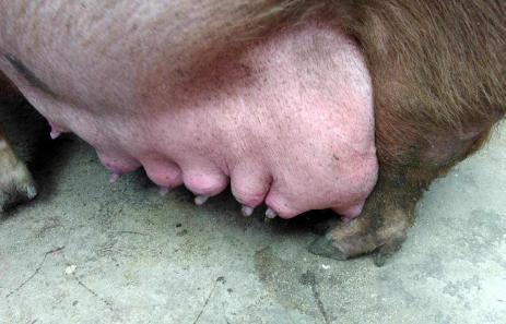 母猪产后没有奶?养猪人可从这3方面分析原因!