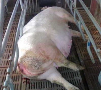 母猪产后无奶怎么处理和治疗,母猪产后无乳的原因与解决措施