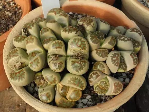 南非秘宝,遗落在世间的宝藏