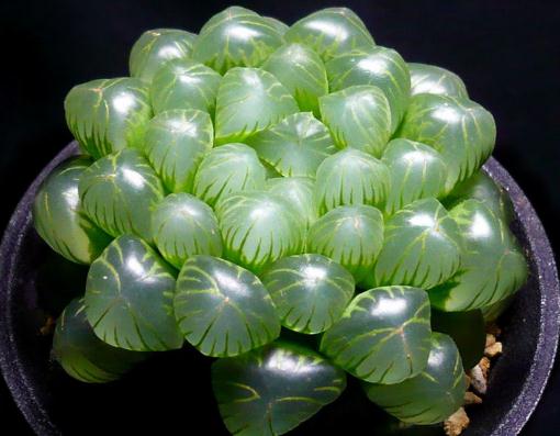 不知道什么植物养不活,不知道自己养的多肉是什么品种