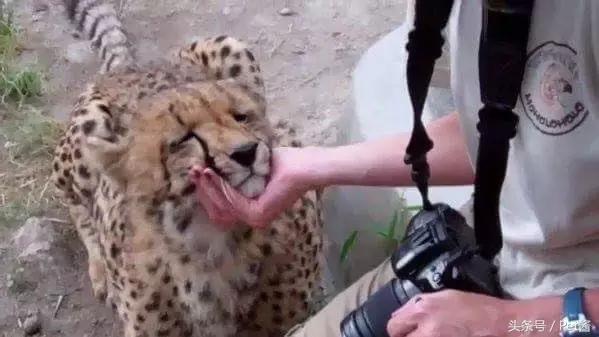 碰到猎豹怎么办,遇到猎豹视频