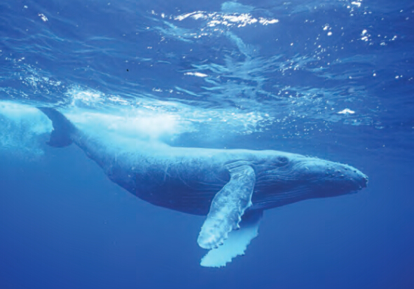 鲸鱼和其他动物的大小对比,鲸鱼和各种动物