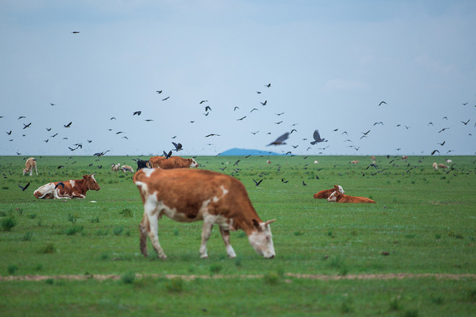 自驾游记初秋内蒙草原风光无限,内蒙大草原之旅自驾游哪里最美