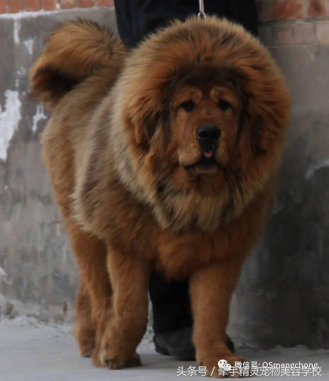 藏獒百科知识,藏獒最怕的犬种