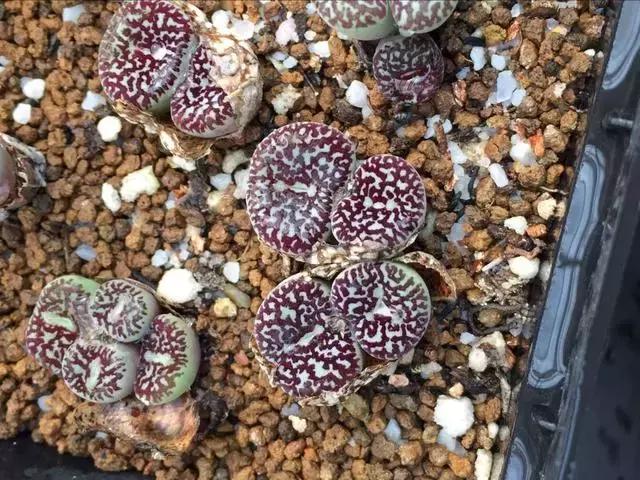 南非秘宝,遗落在世间的宝藏