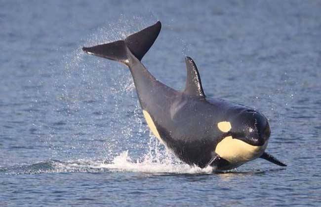 鲸类进化史上最让人惊叹的事,鲸类和灵长类