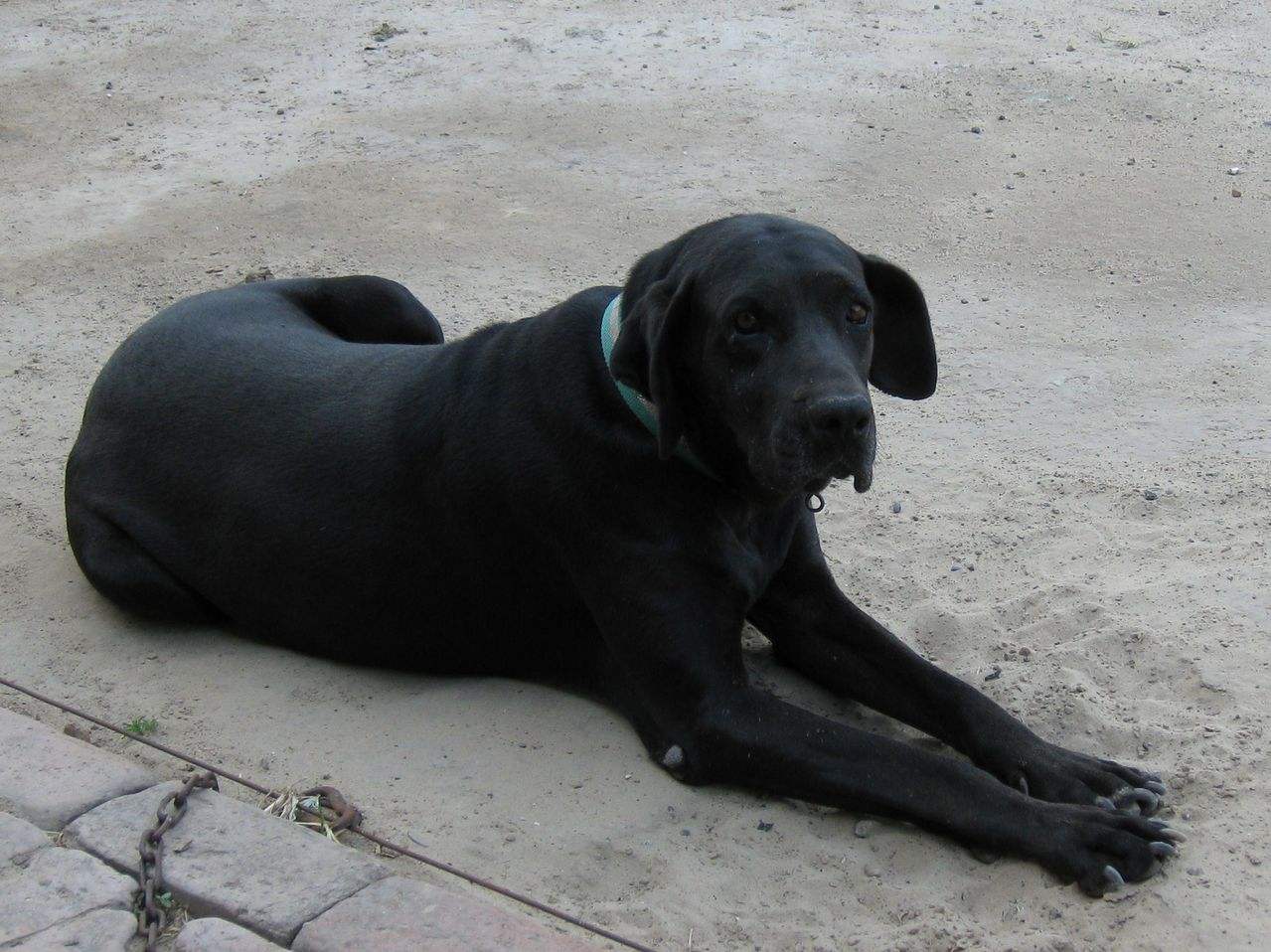 如何了解各种不同的狗狗品种,小型狗当中什么狗型最好