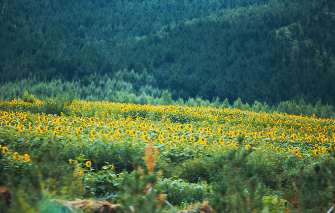自驾游记初秋内蒙草原风光无限,内蒙大草原之旅自驾游哪里最美