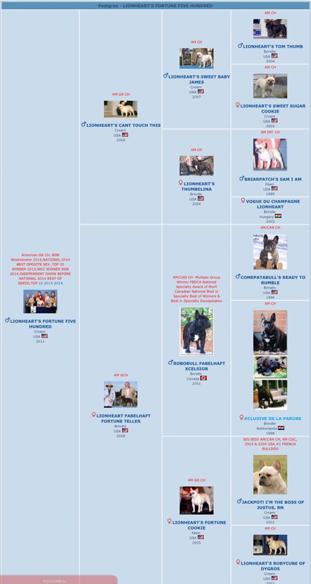 美国西敏寺犬展金毛,美国西敏寺博美犬展