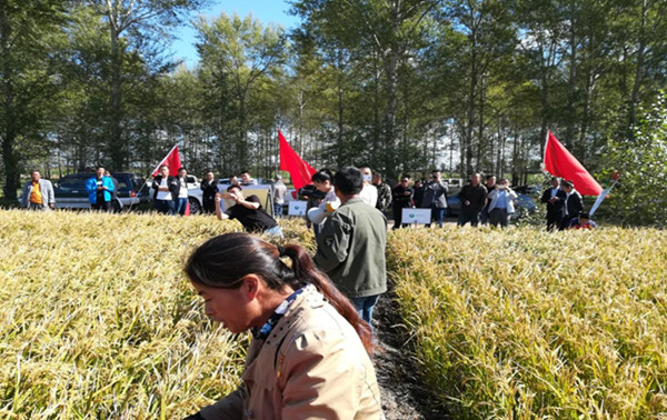 水稻丰收的喜悦,水稻丰收喜悦