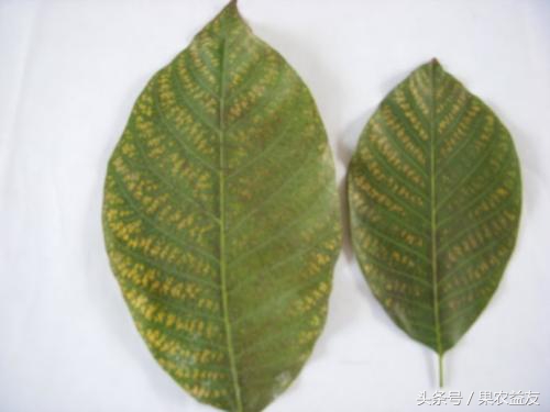 核桃怎么防止招虫害呢图片,地下核桃虫的防治办法