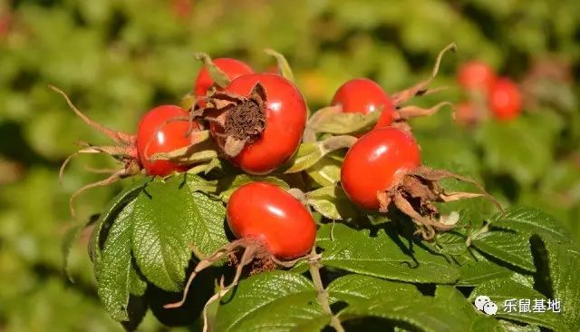 送花别弄混了月季和玫瑰 (玫瑰跟月季我和她你分得清吗)