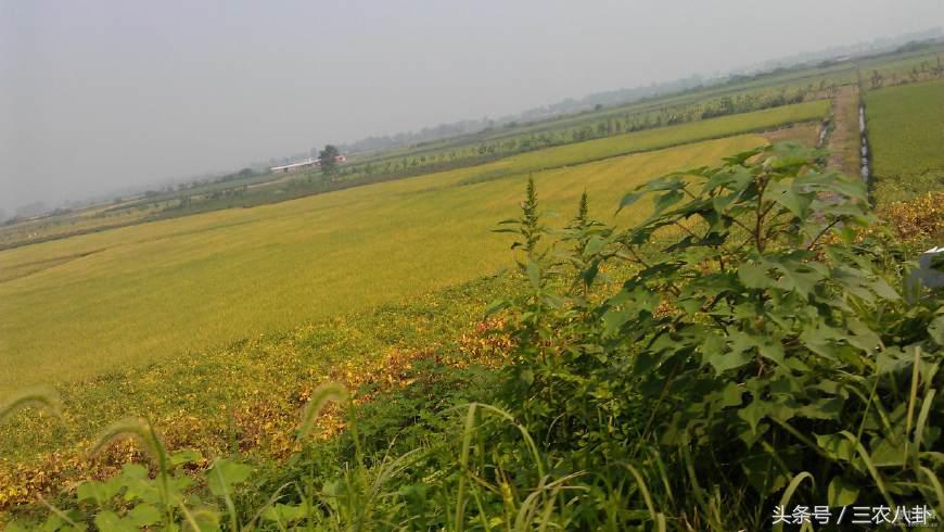 农村机动地到期该怎么处理,农村预留机动地的最新政策