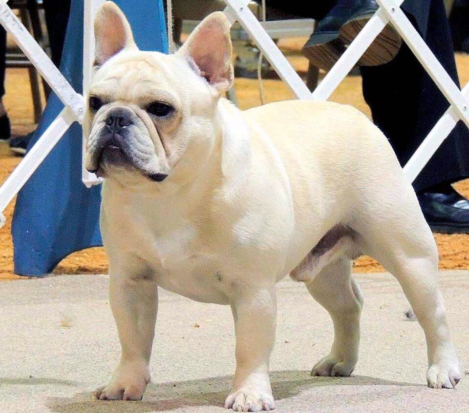 美国西敏寺犬展金毛,美国西敏寺博美犬展