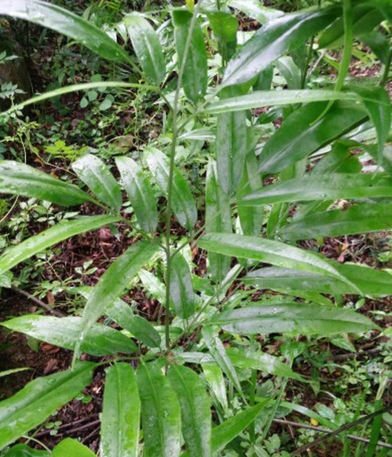 凤尾草与凤尾草的区别,白凤尾草和红凤尾草