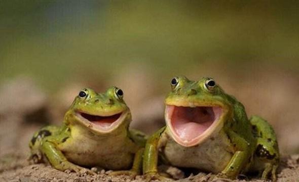 盘点各种各样的形形色色的青蛙,各种各样的青蛙