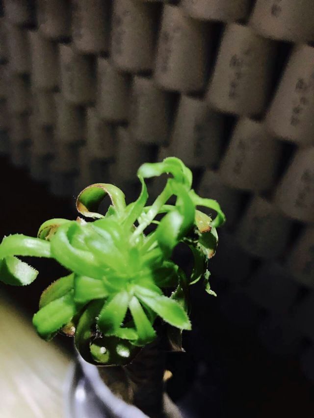 大梦初醒古诗视频,大梦初醒的古诗