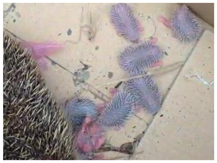 母刺猬生小刺猬,刺猬在家里生了一窝小刺猬全死了