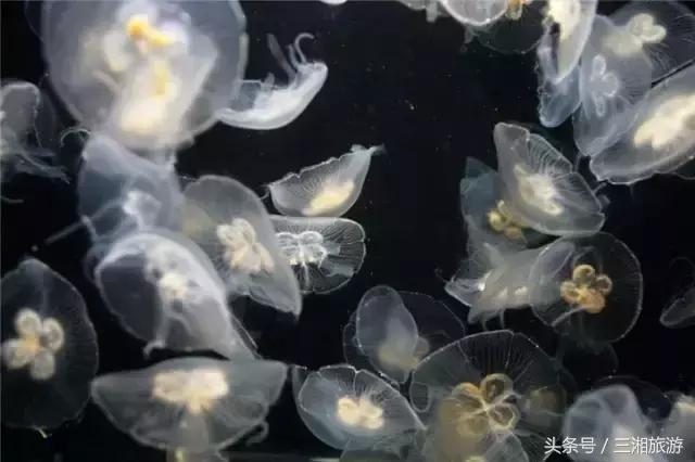 株洲神农城水母,株洲海洋馆水母王国