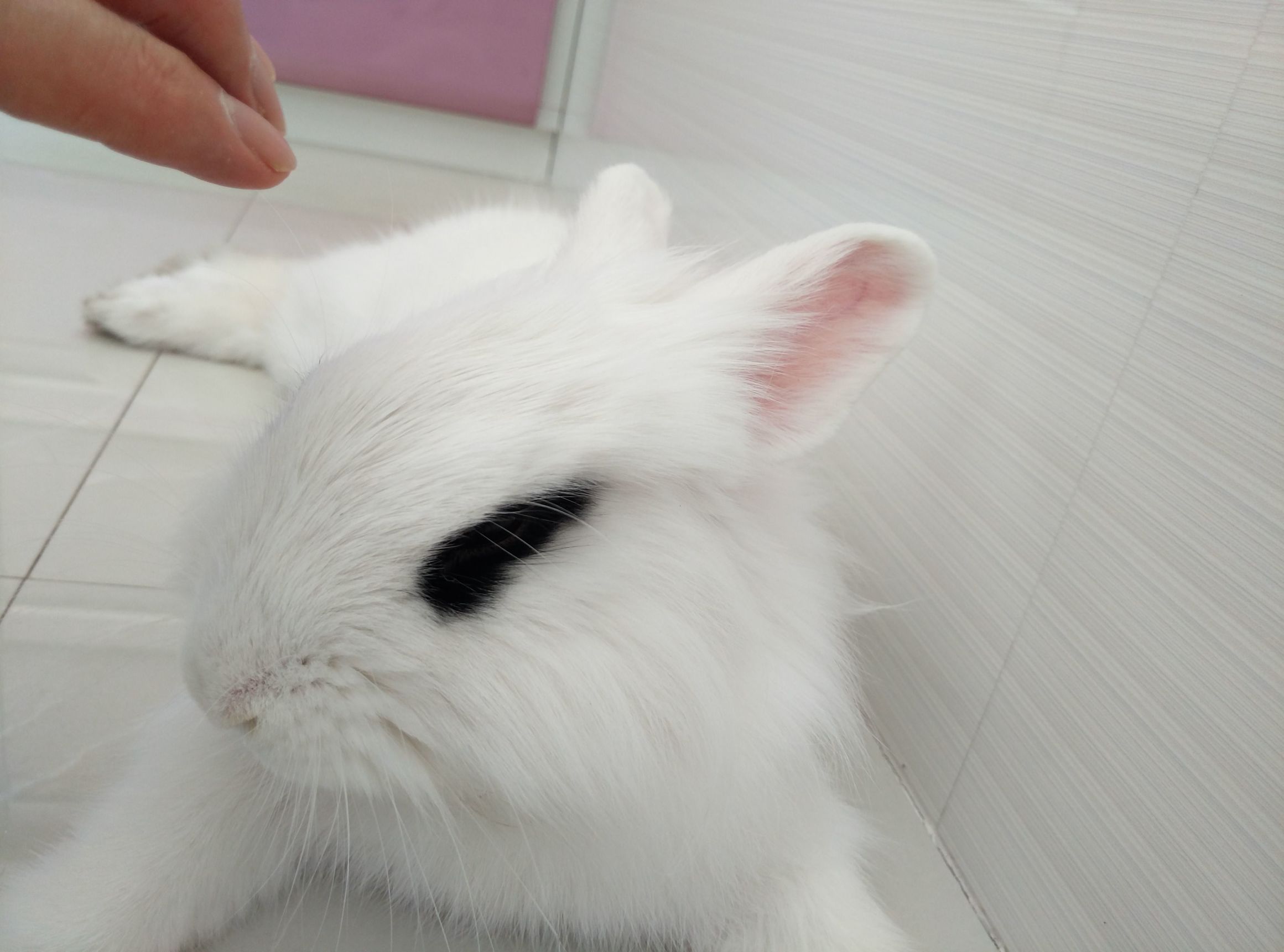 兔兔要相亲早晨却“中风”了于是自己动手掰掰