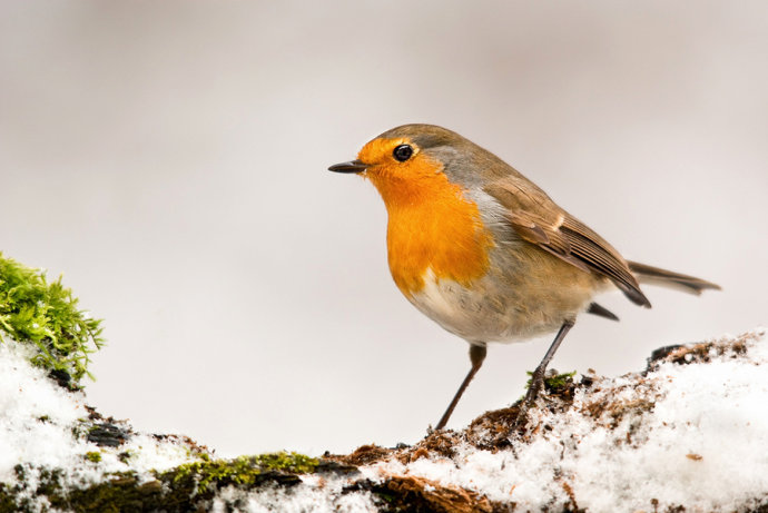 鸟类的视觉效果和人类一样吗,鸟类的视觉有多发达
