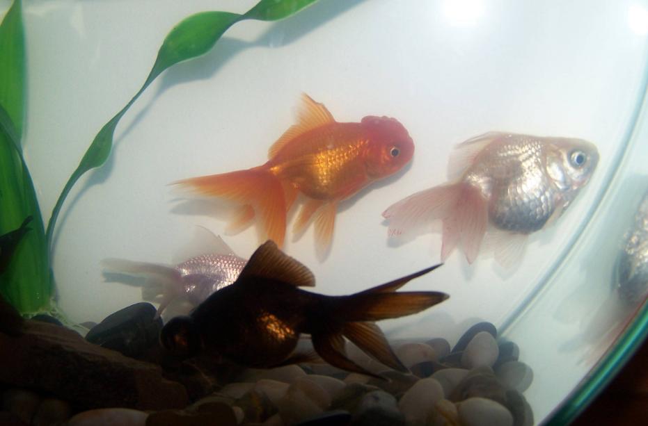 串钩钓鱼技巧和方法讲解,串钩钓鱼技巧气温低怎么使用串钩