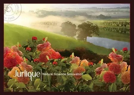 因为种玫瑰花,“她”从澳洲火到了全球!