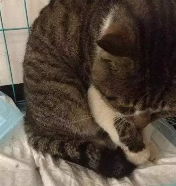 猫咪被夹没人救,猫咪贪吃被老鼠夹夹了怎么办