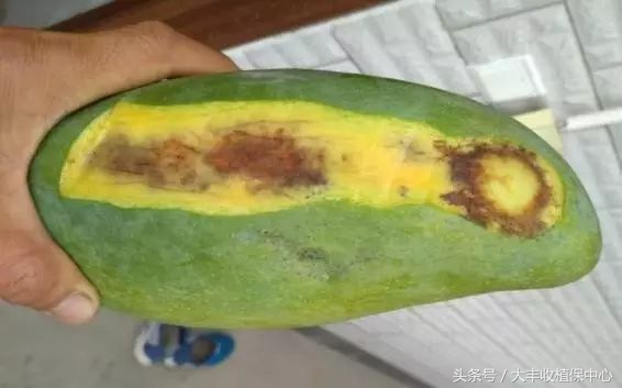 还没熟透的芒果切开后怎么办,芒果切开中间软烂