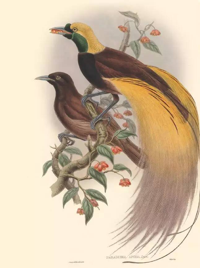 那些惊艳的鸟儿,那些绝美的鸟