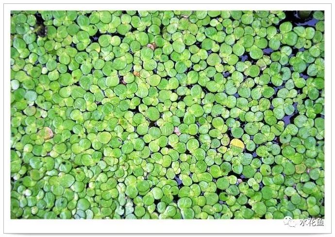 水体清澈情况下鱼会缺氧吗,淡水鱼缺氧是什么现象及施救办法