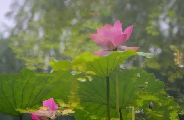 美丽的郑州北龙湖湿地公园,郑州北龙湖湿地公园初冬游记