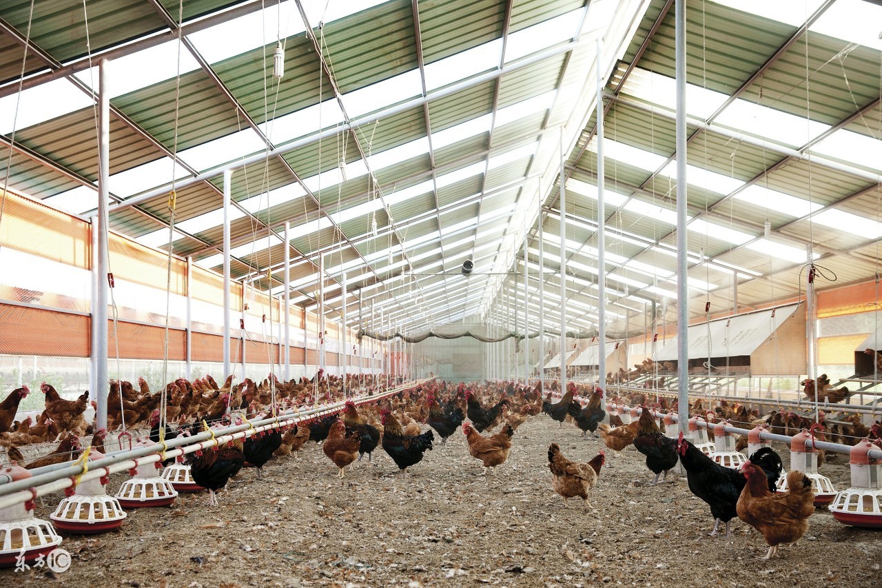 鸡钙缺乏症应如何防治,鸡缺乏钙怎么办