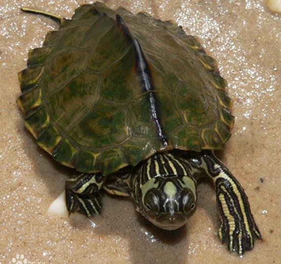 乌龟流貂蝉怎么玩,乌龟貂蝉